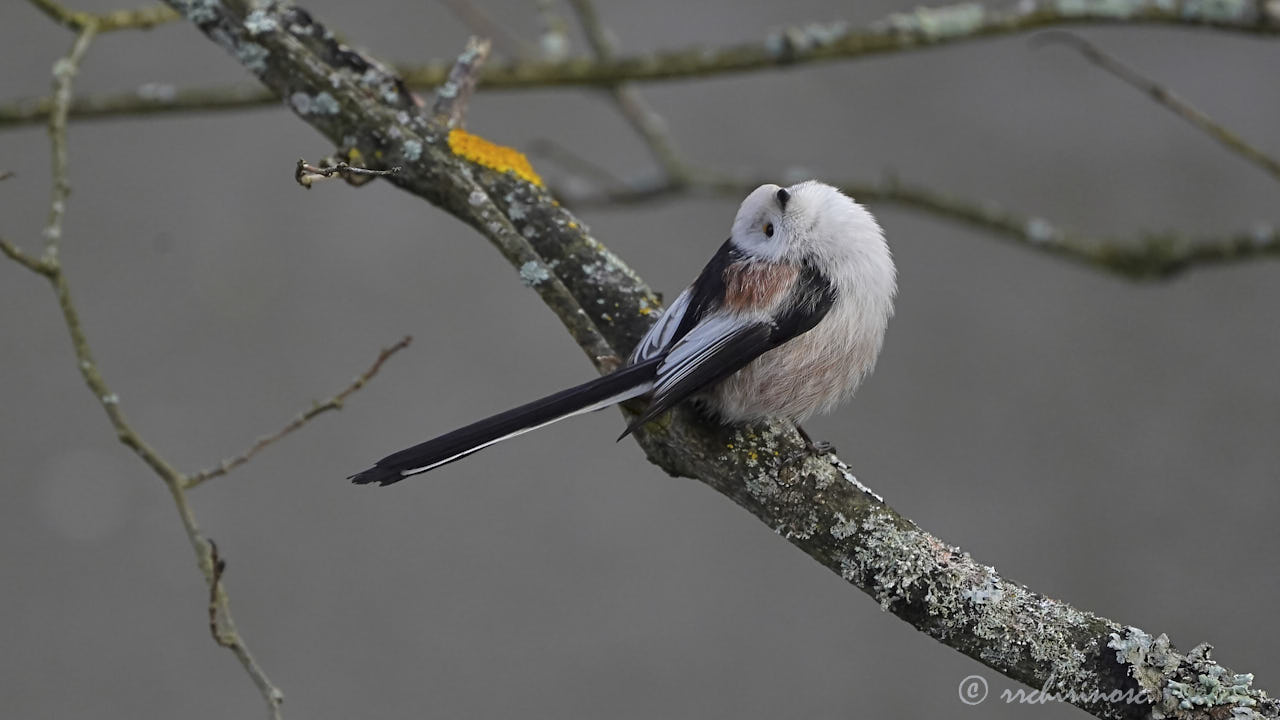 Long-tailed tit