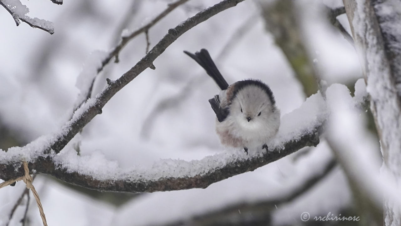 Long-tailed tit