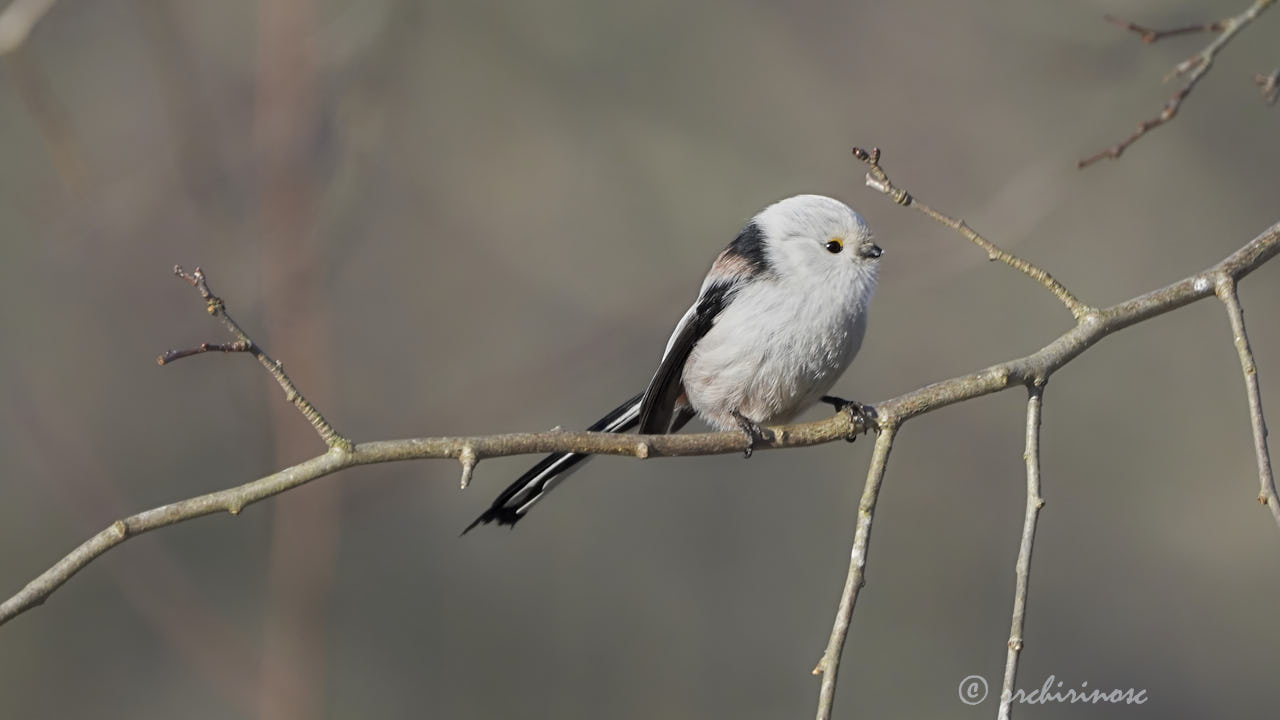 Long-tailed tit