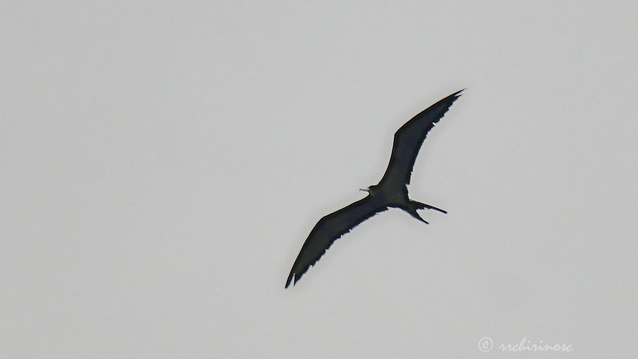 Magnificent frigatebird