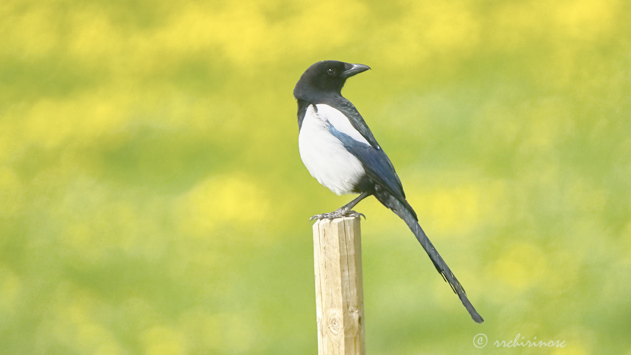 Eurasian magpie