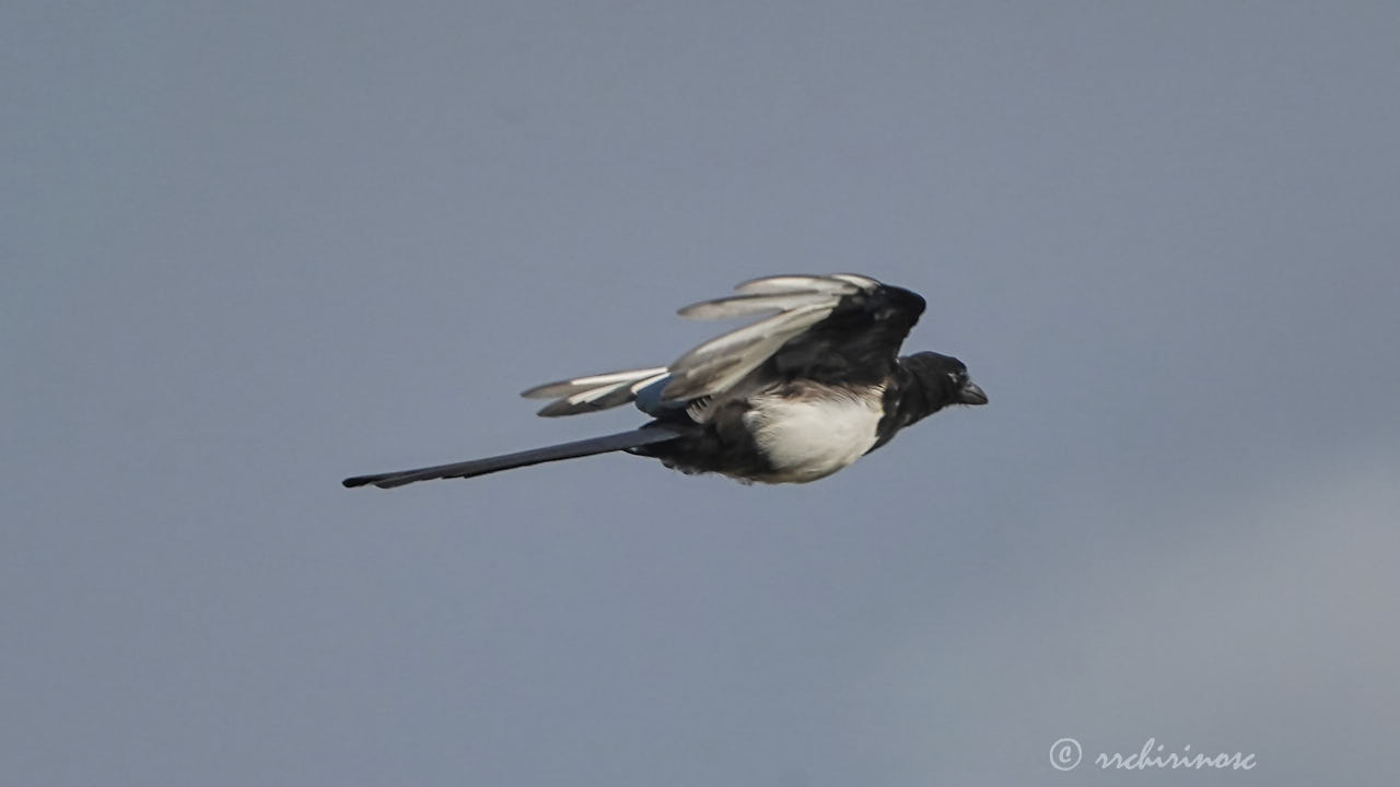 Eurasian magpie