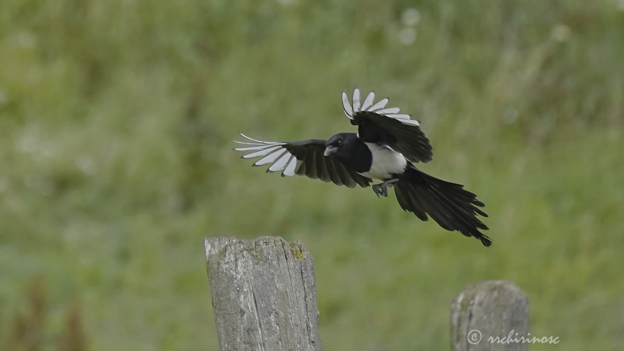 Eurasian magpie