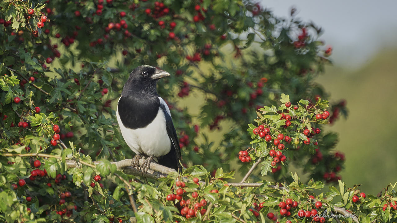 Eurasian magpie