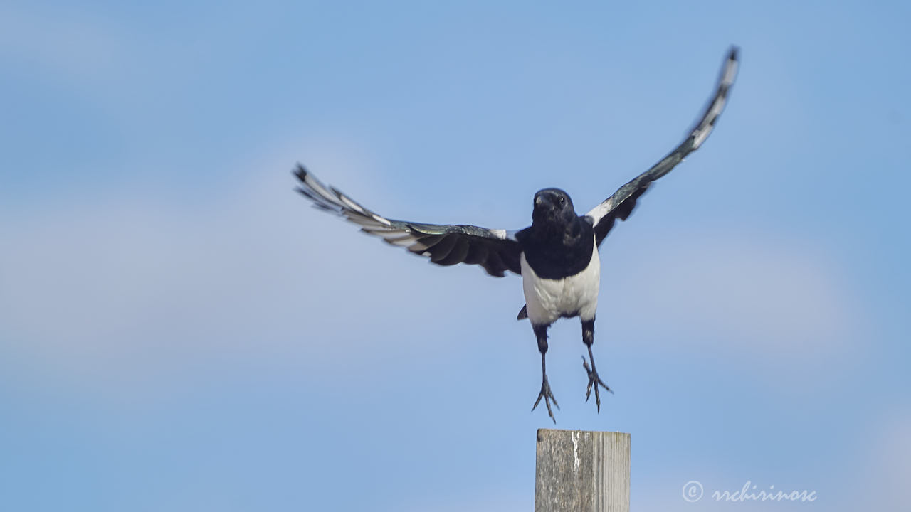 Eurasian magpie