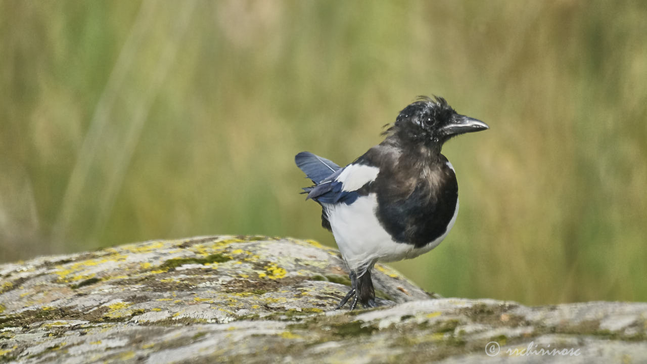 Eurasian magpie