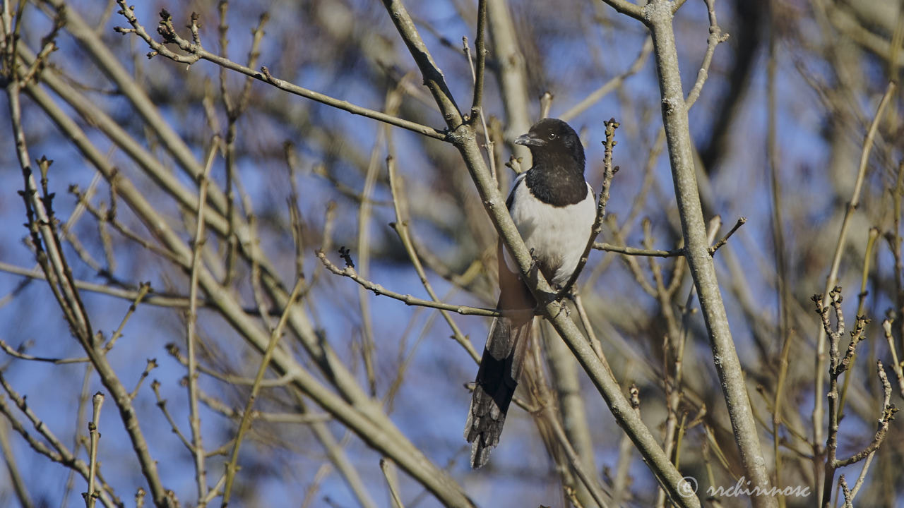 Eurasian magpie