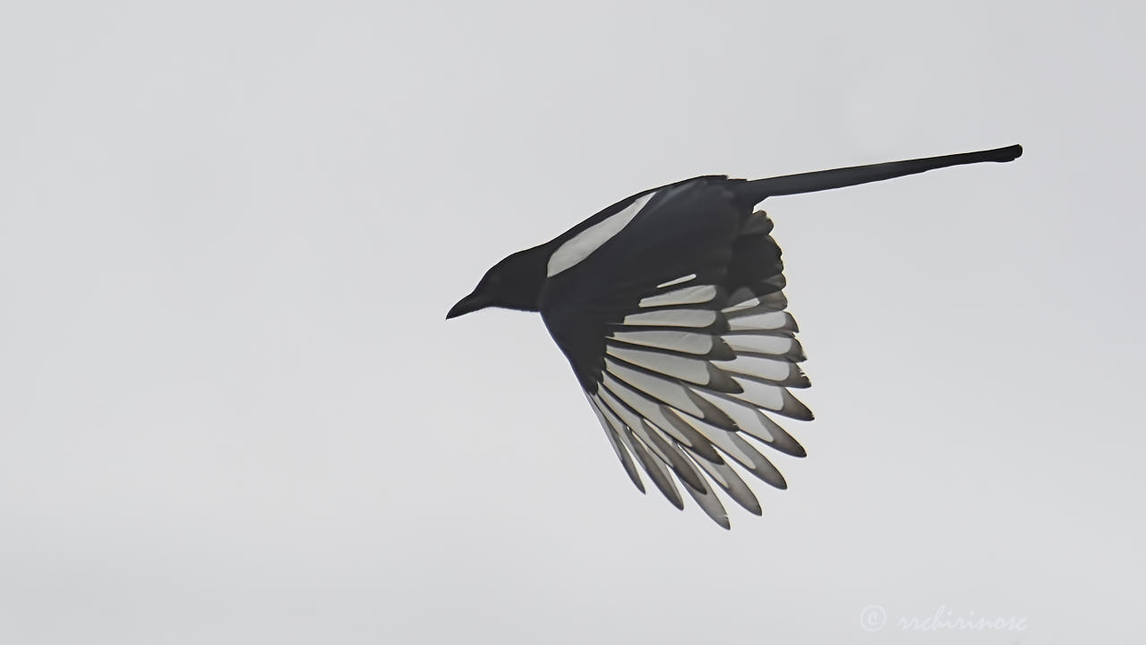 Eurasian magpie