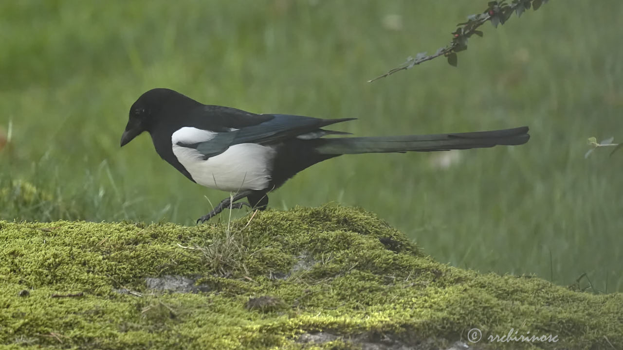 Eurasian magpie