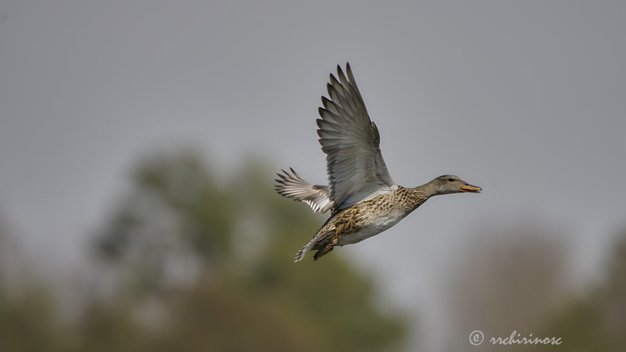 Mallard