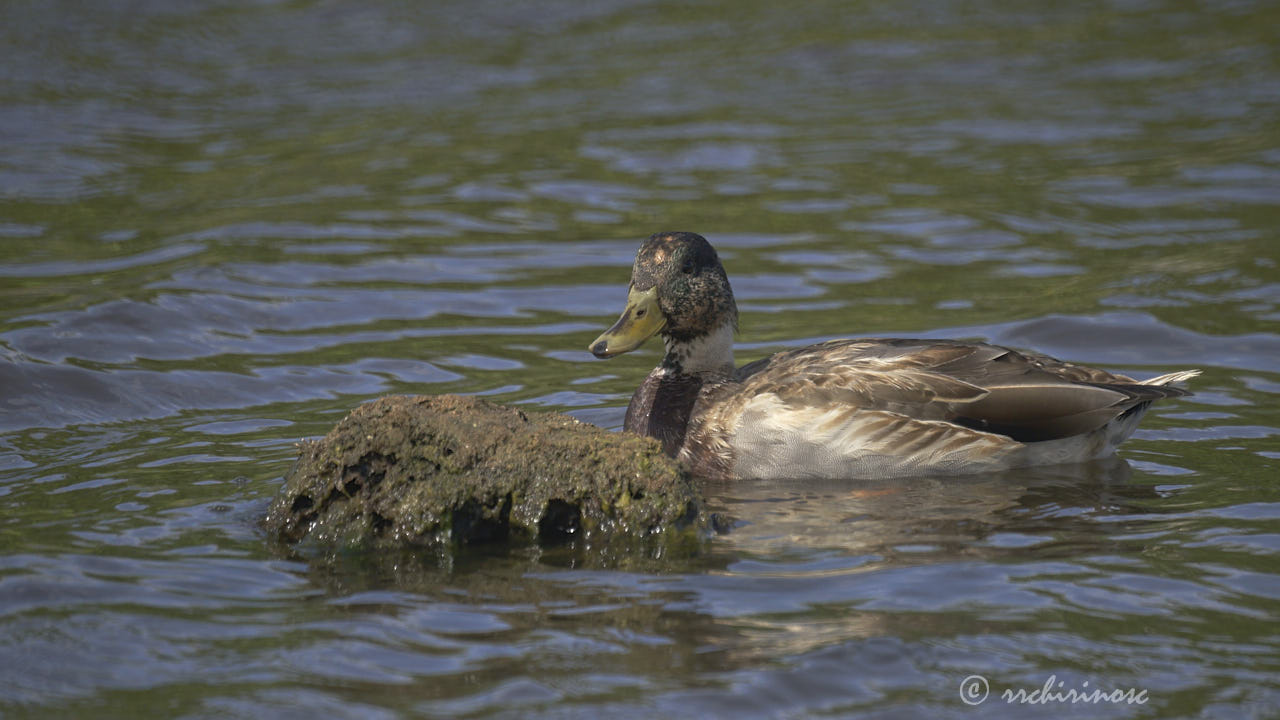 Mallard