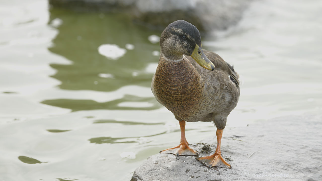 Mallard