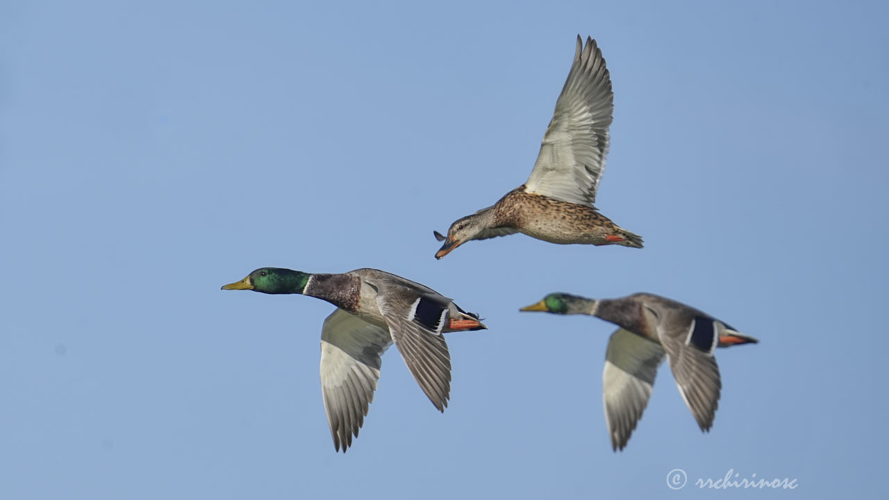 Mallard