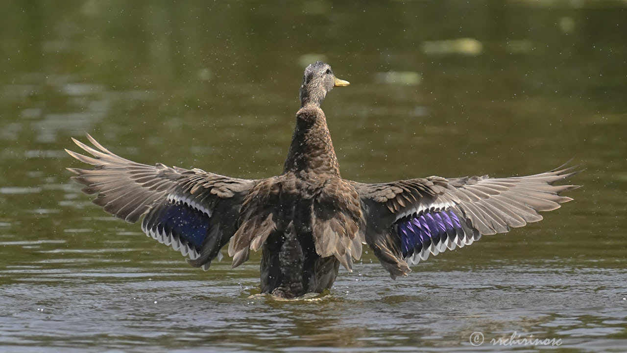 Mallard