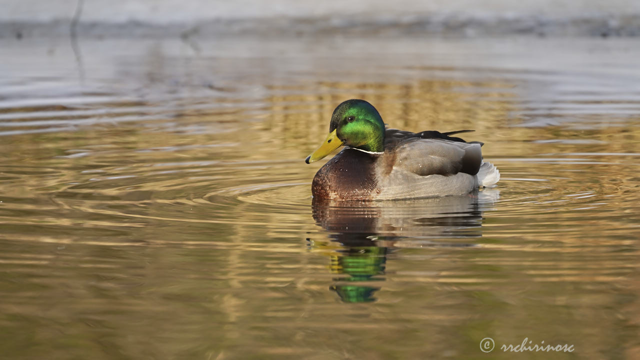 Mallard