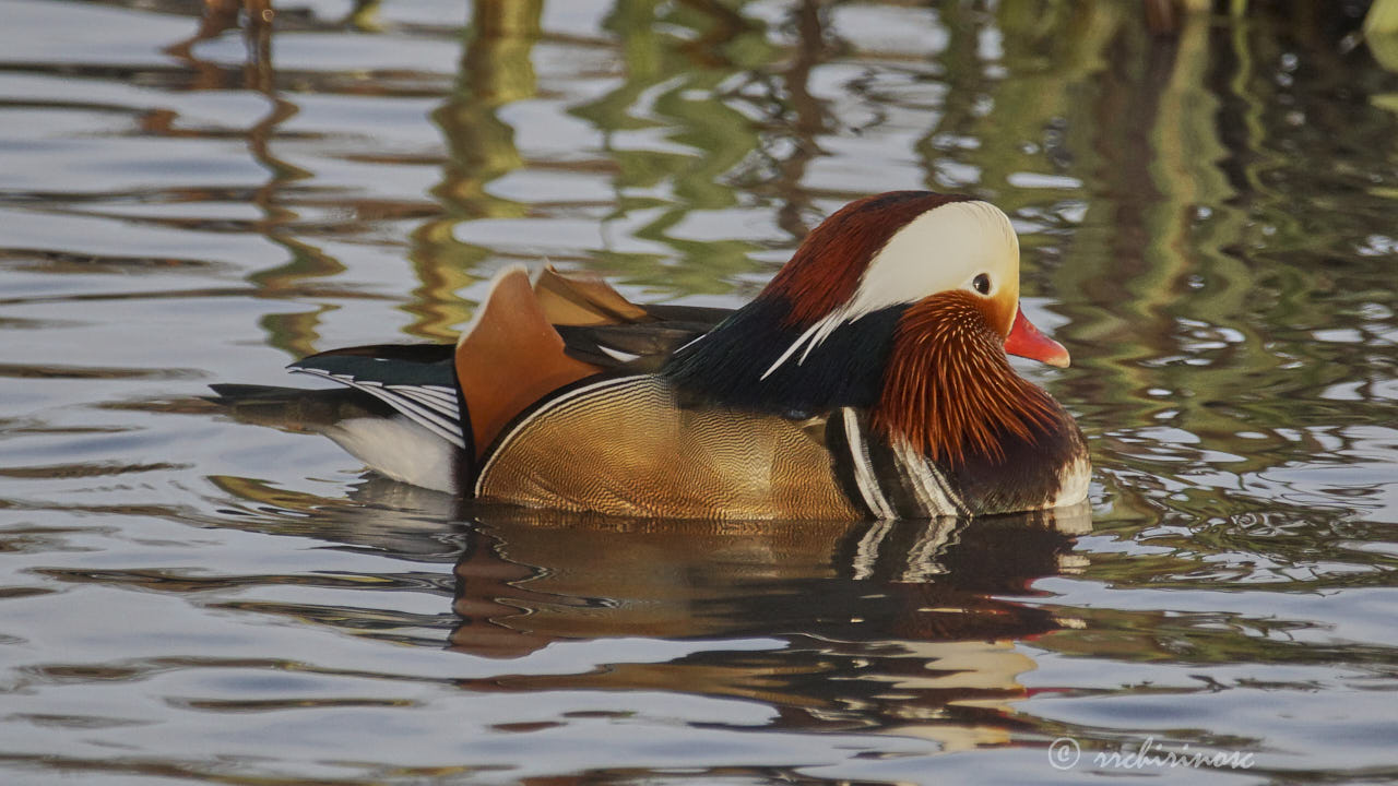 Mandarin duck