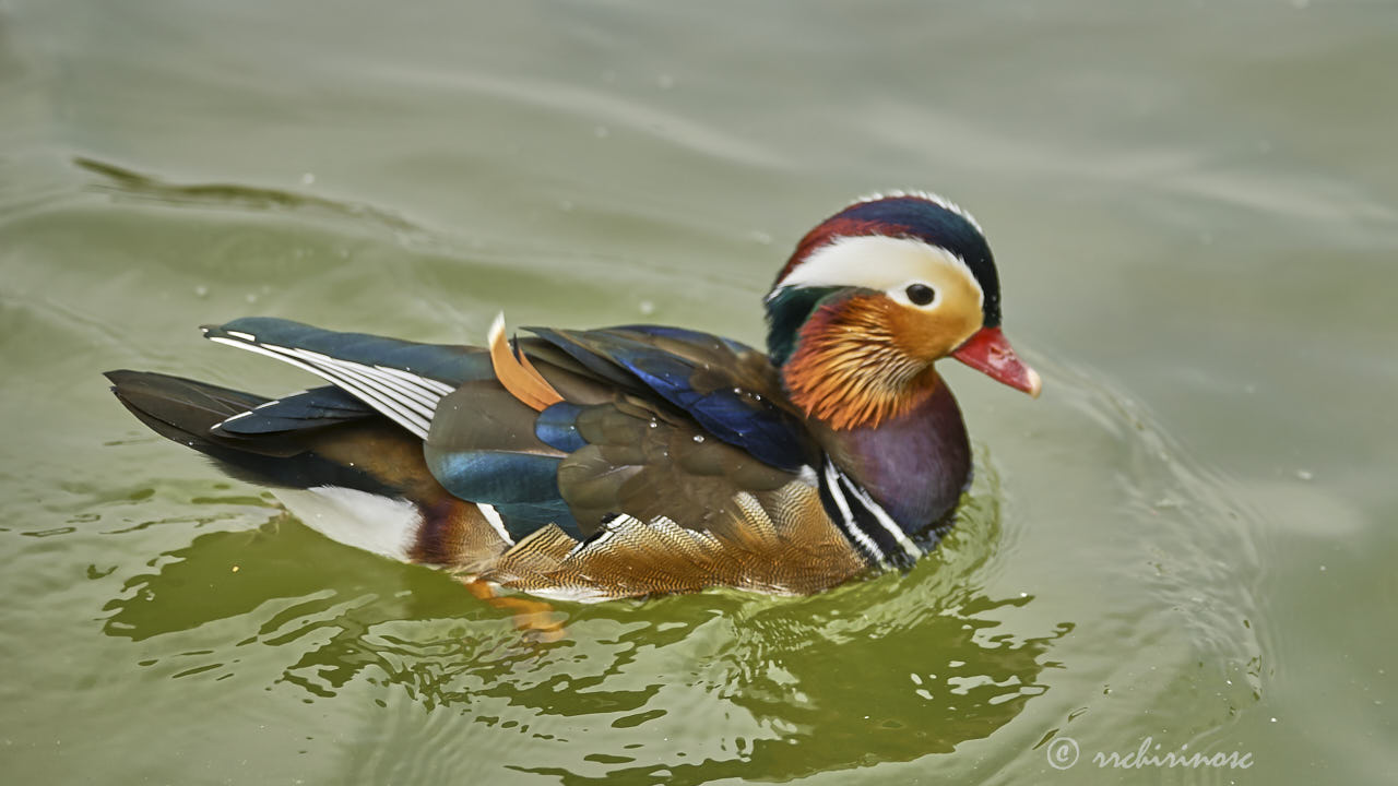 Mandarin duck