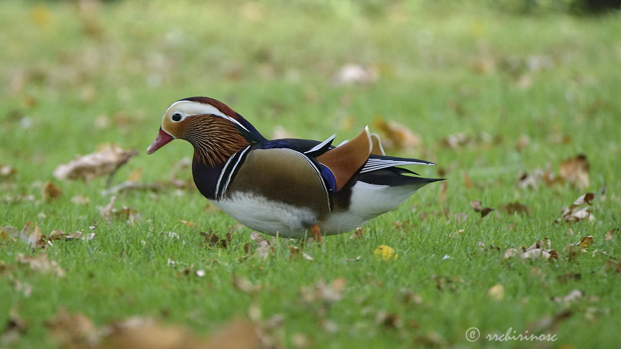 Mandarin duck