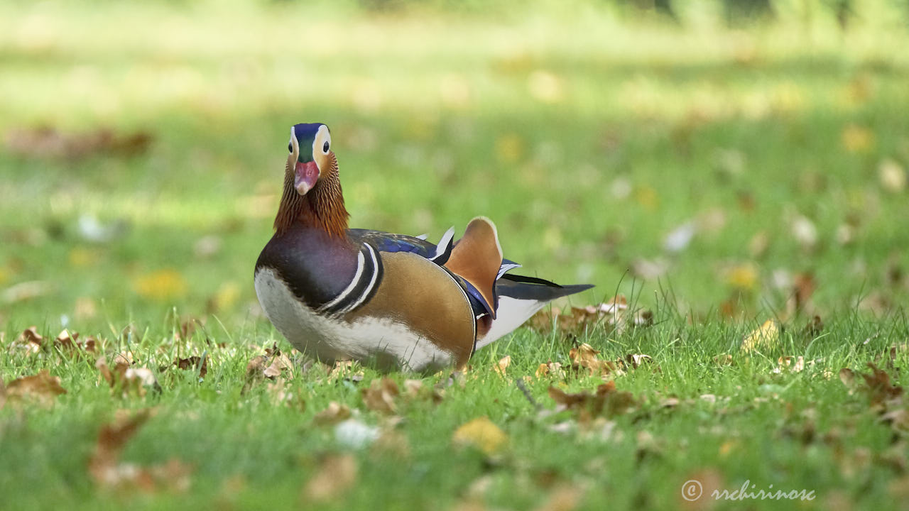 Mandarin duck