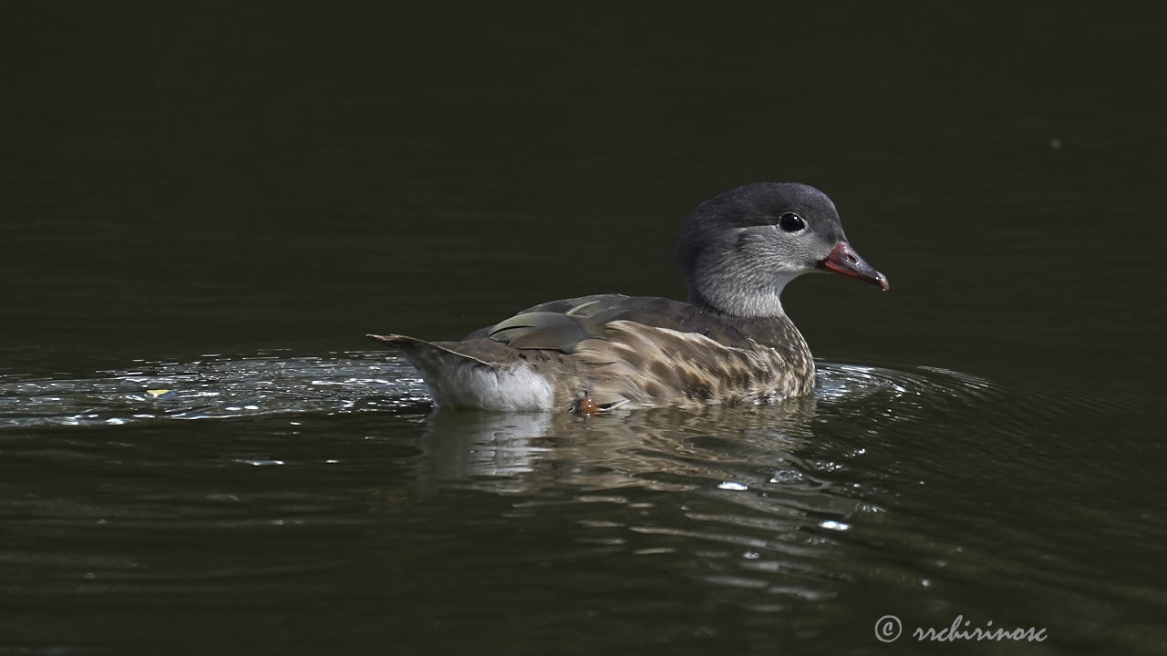 Mandarin duck