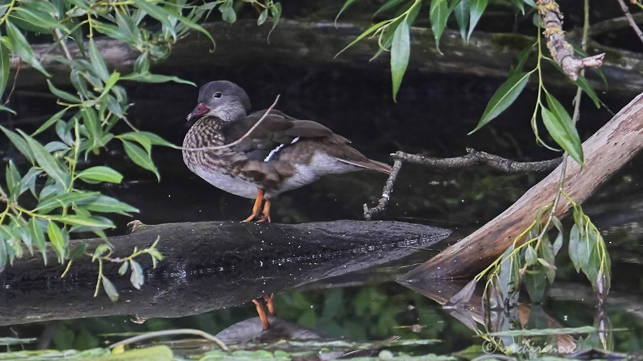 Mandarin duck