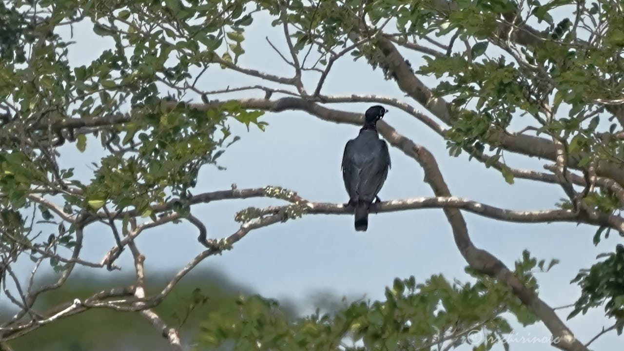 Bare-necked fruitcrow