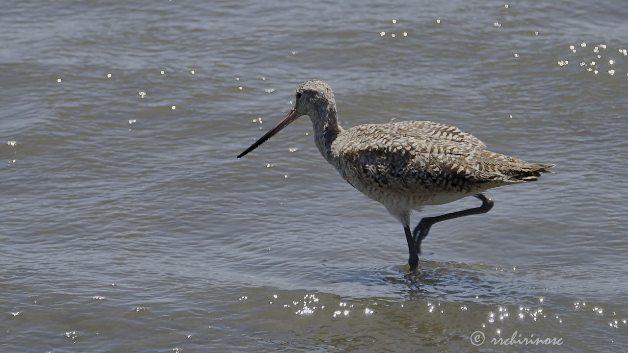 Marbled godwit