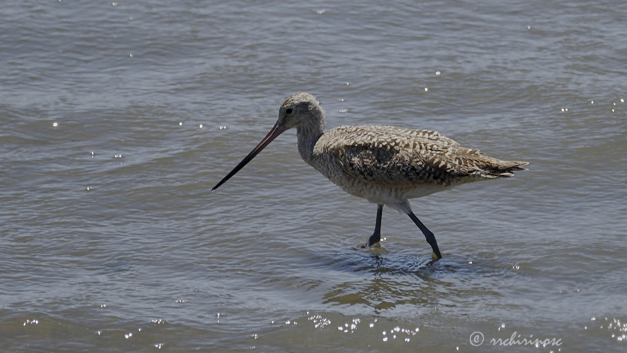 Marbled godwit