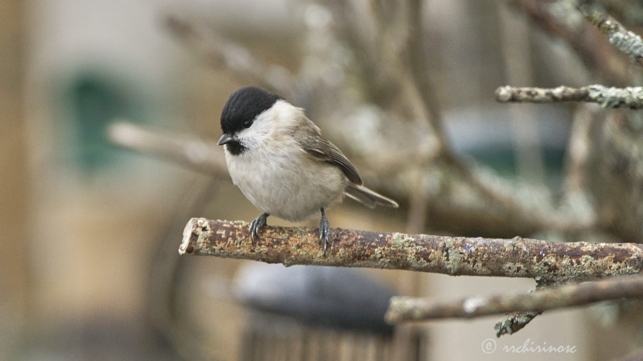 Marsh tit