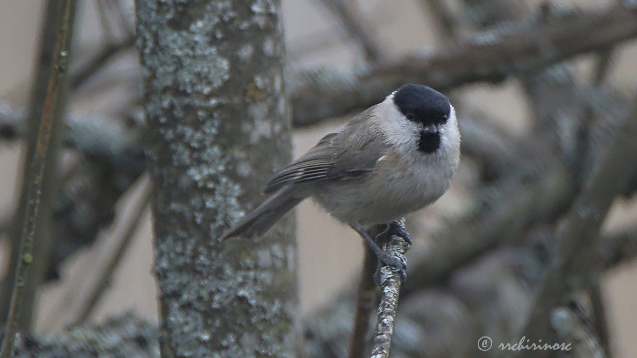 Marsh tit