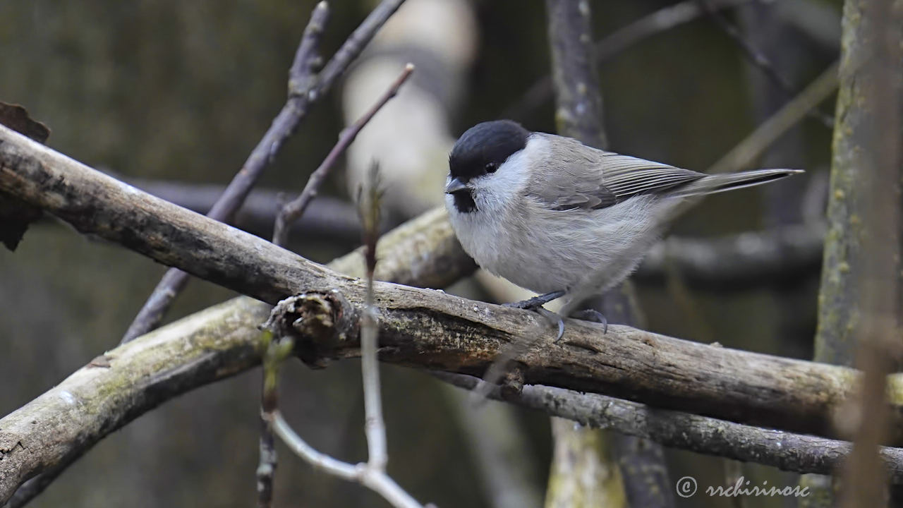 Marsh tit