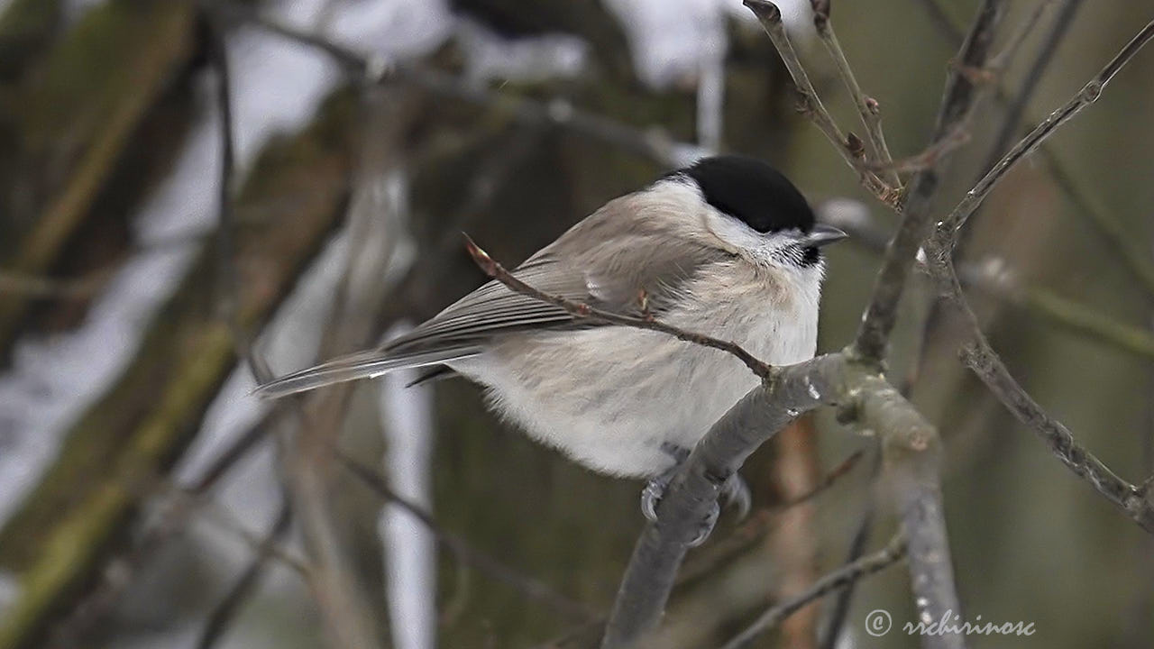 Marsh tit