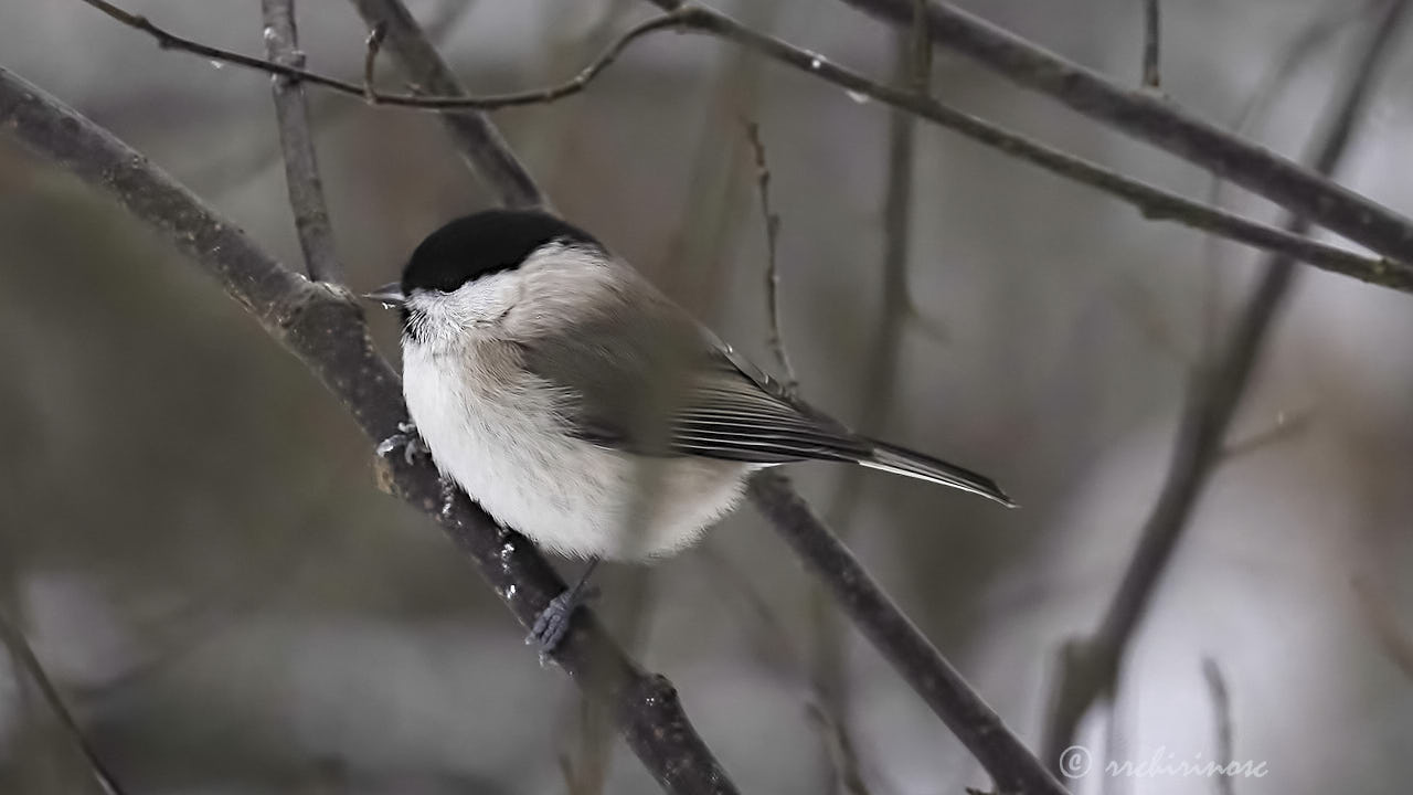 Marsh tit