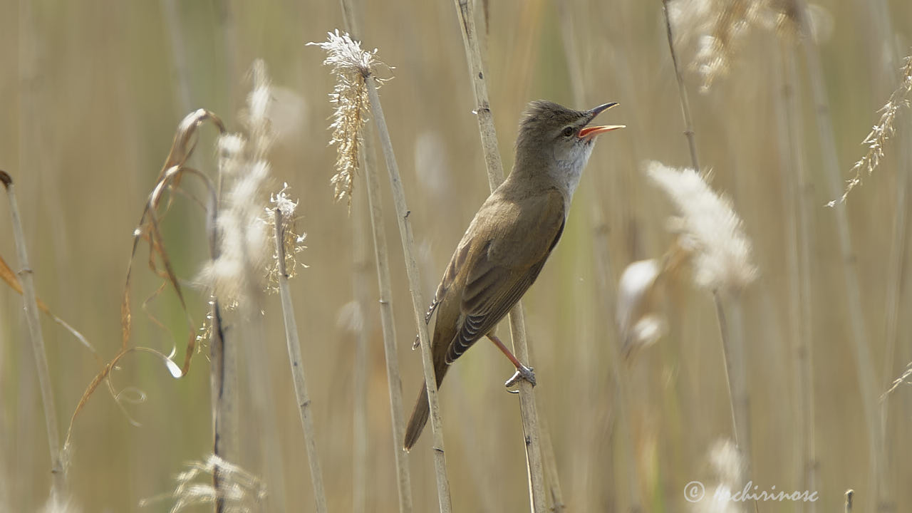 Marsh warbler