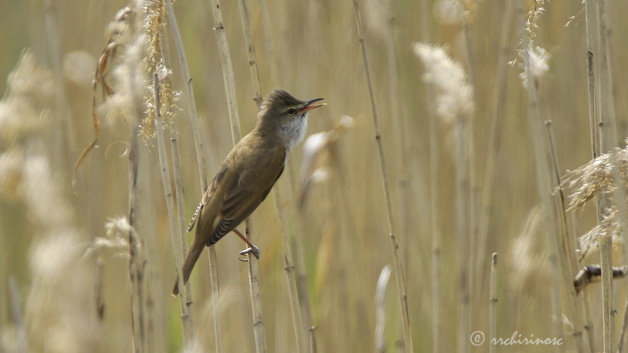 Marsh warbler