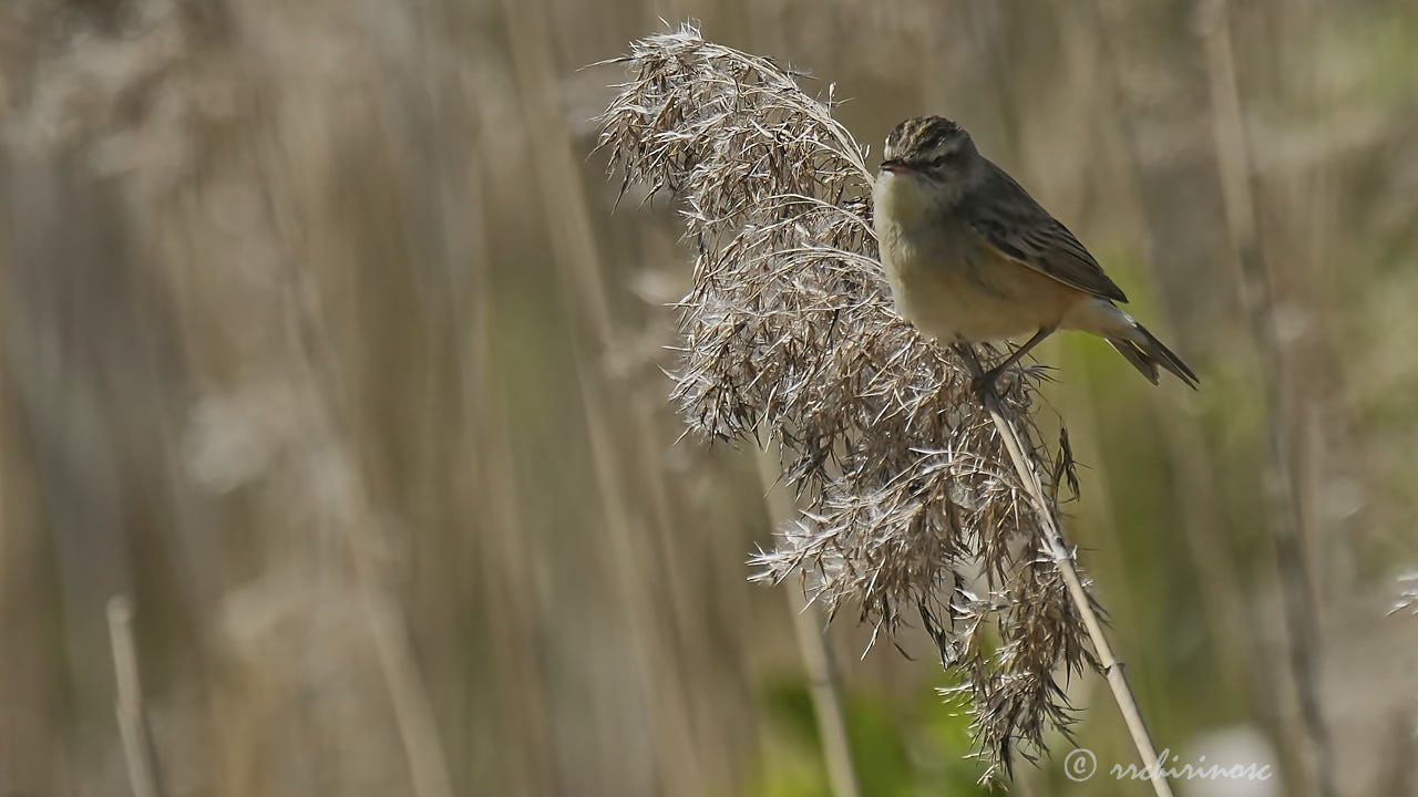 Marsh warbler