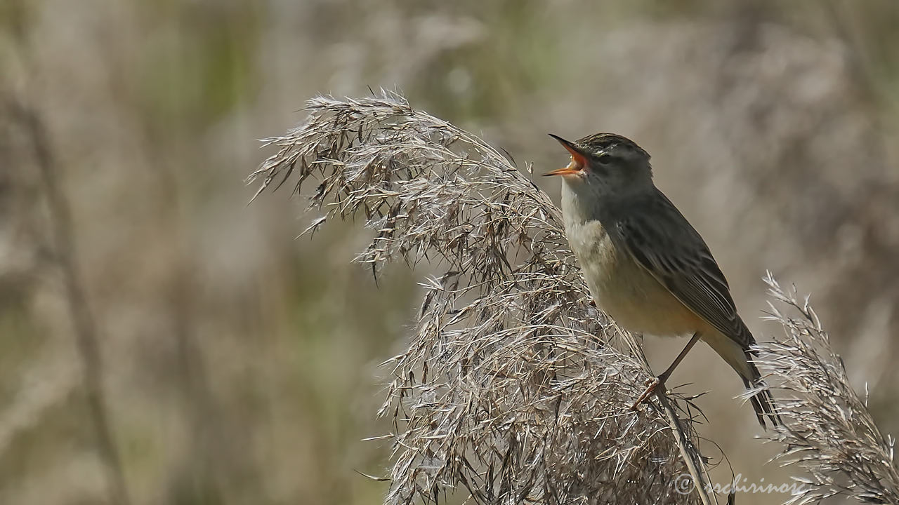 Marsh warbler