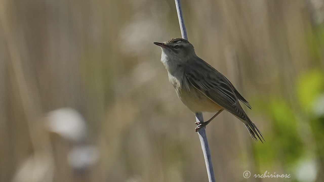 Marsh warbler