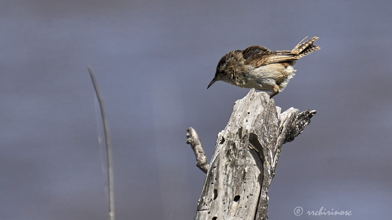 Marsh wren