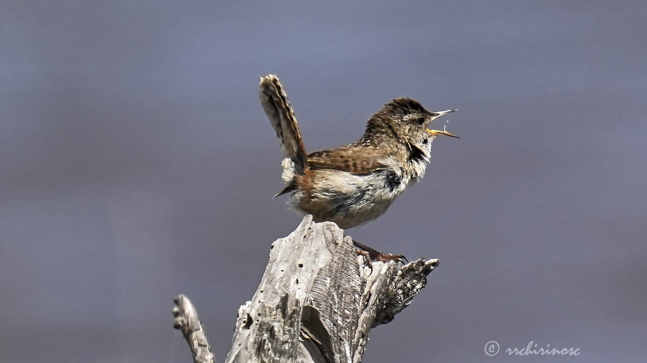 Marsh wren