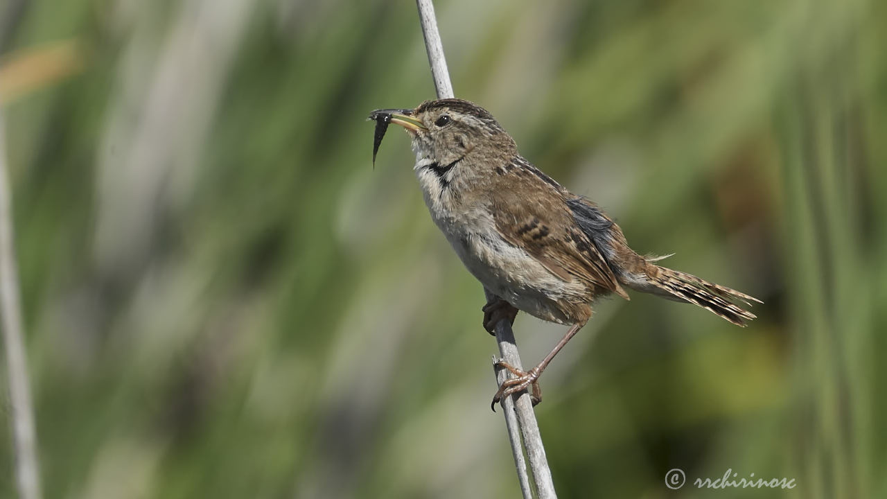 Marsh wren