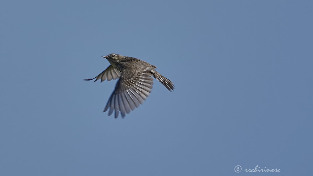 Meadow pipit