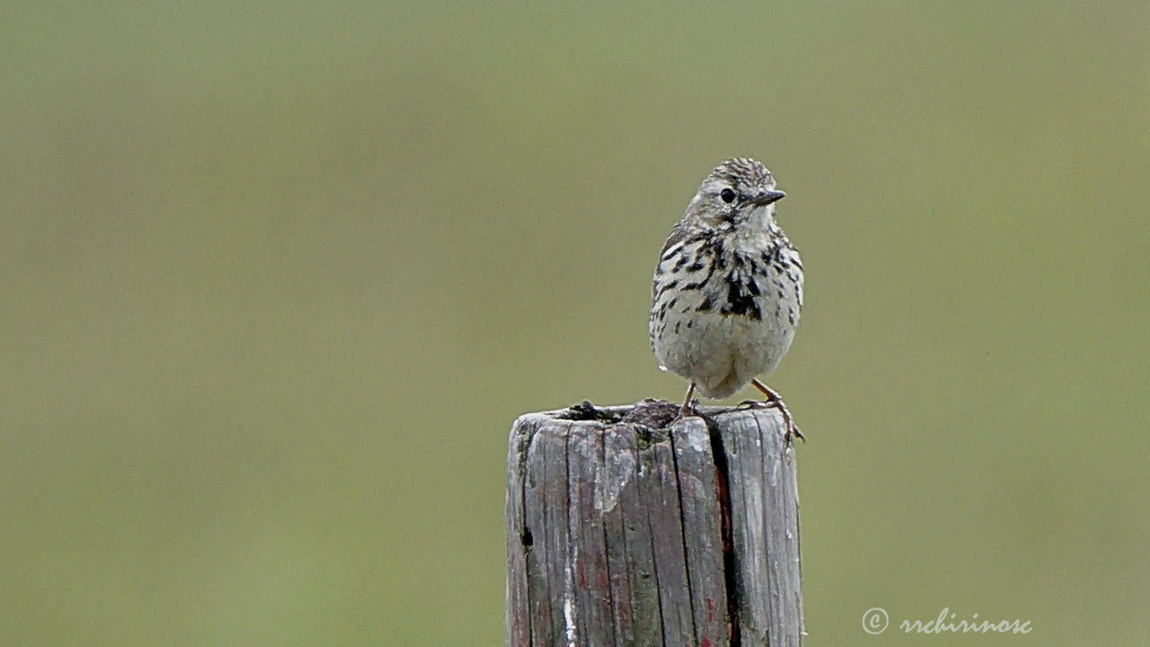 Meadow pipit