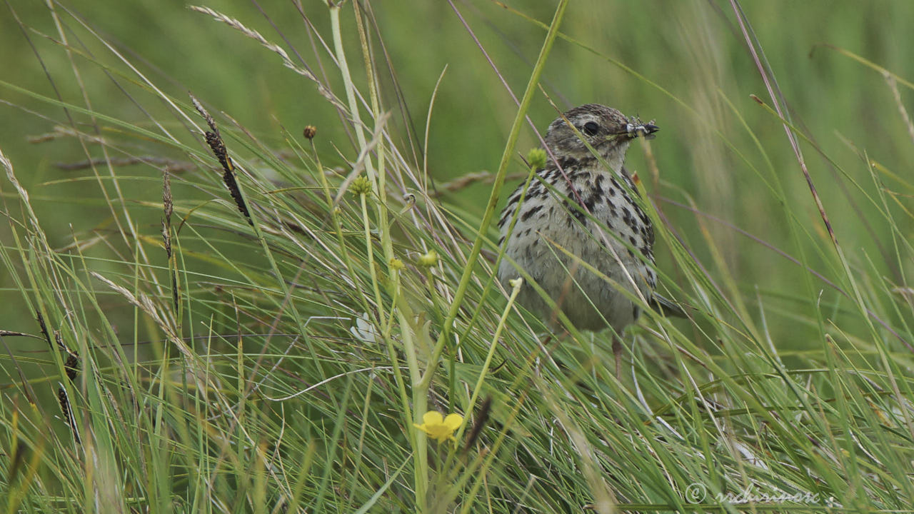 Meadow pipit