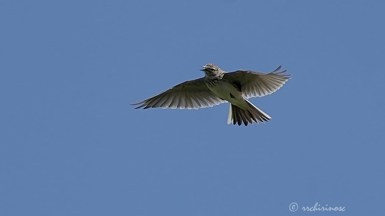 Meadow pipit