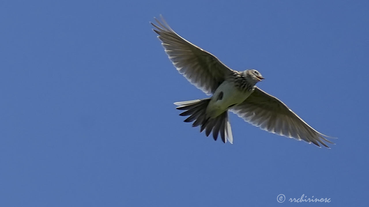 Meadow pipit