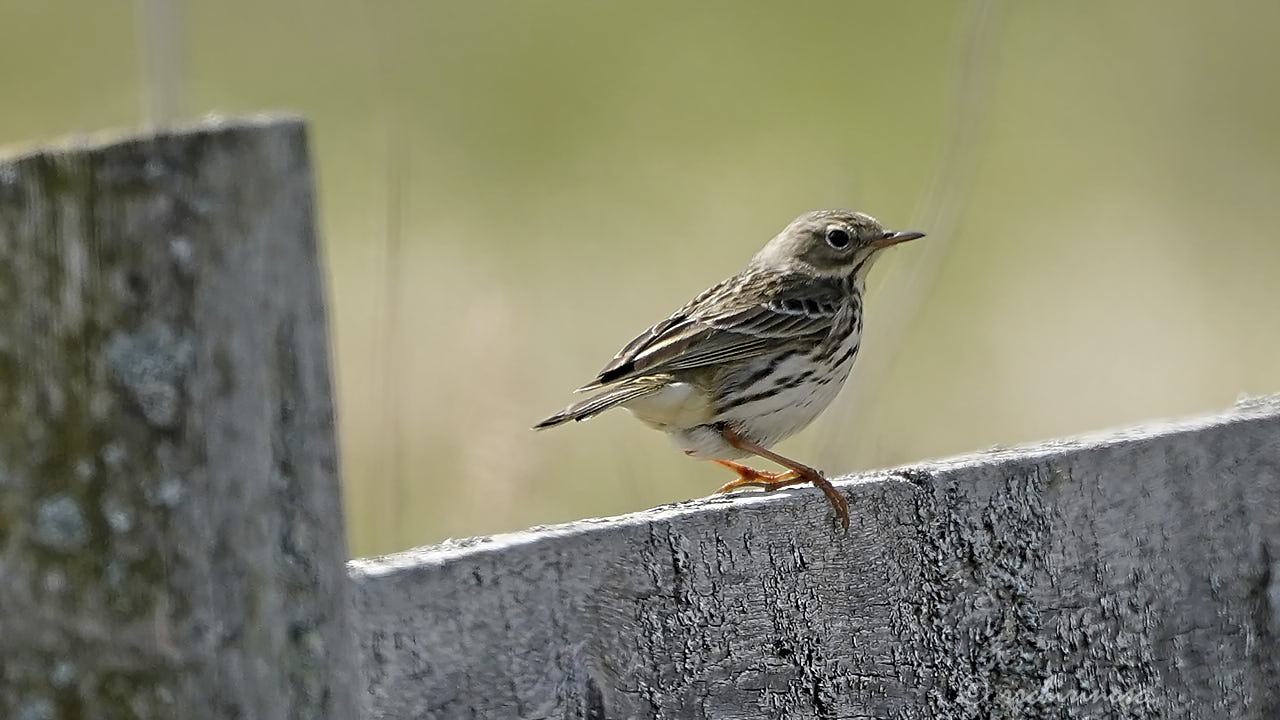 Meadow pipit