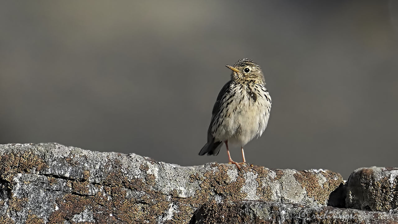 Meadow pipit