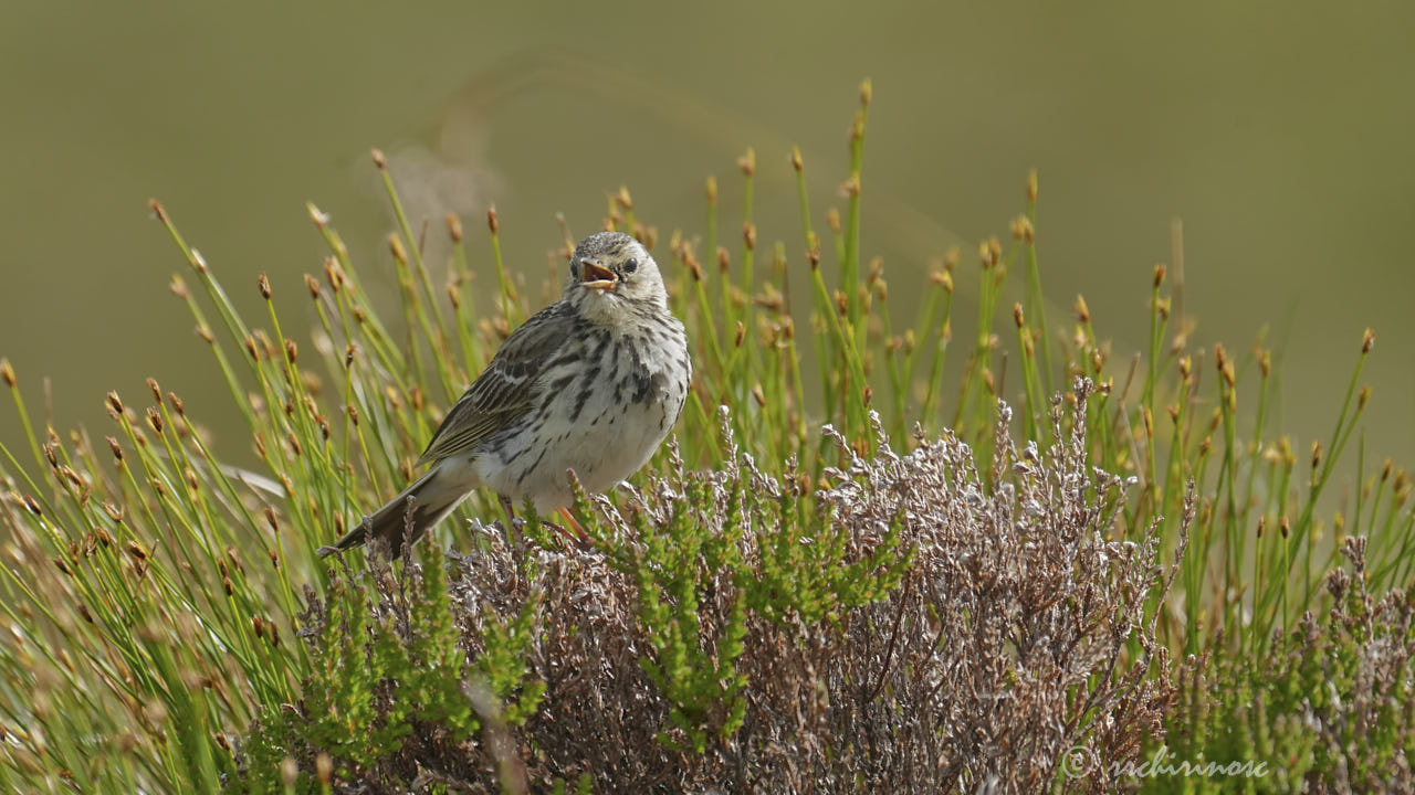 Meadow pipit