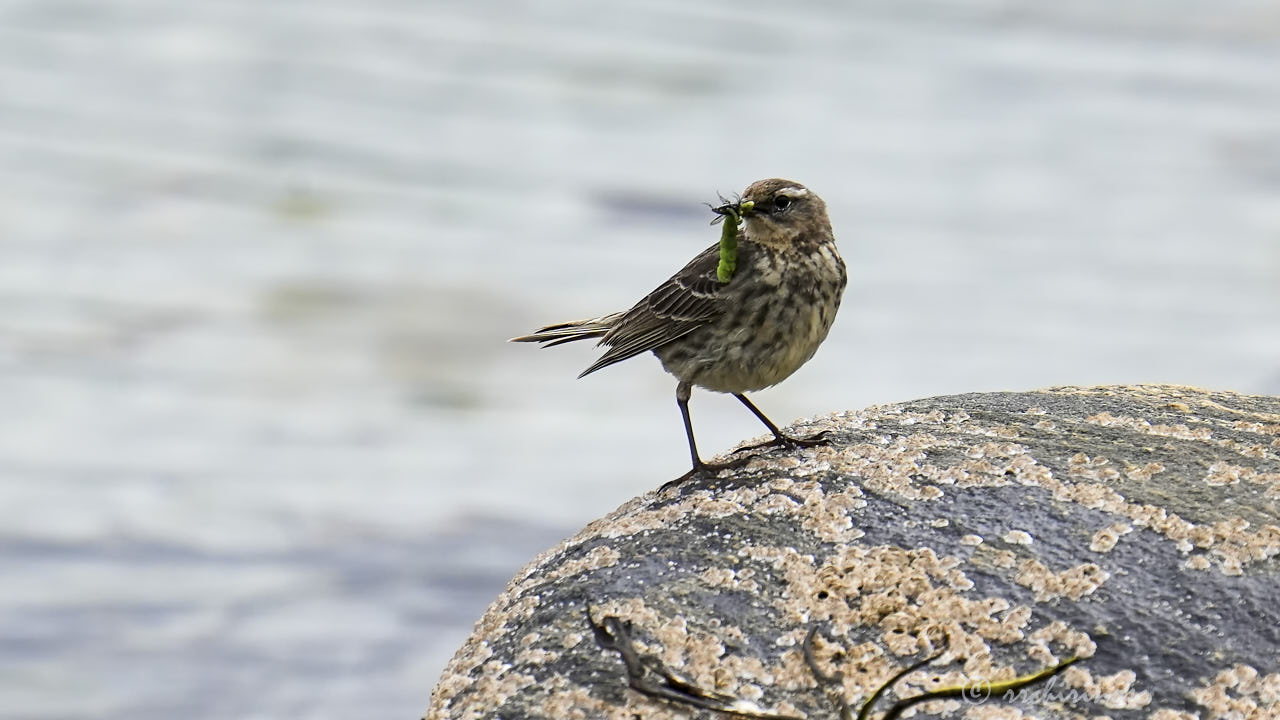 Meadow pipit